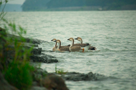 Some beautiful king ducklings in cloudy environment.の写真素材