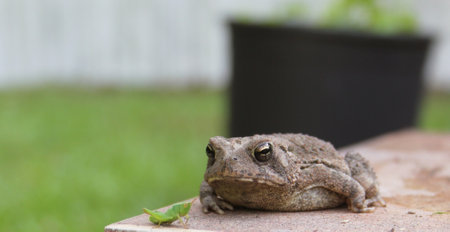 Texas Toad Anaxyrus speciosus in Outdoor Organic Garden