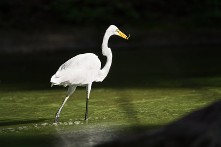 GUADALAJARA, JALISCO / MEXICO - JULY 27, 2020.Great egret (Ardea alba) fishing on a pond. Shot taken in Colomos Forest, Guadalajara city.の写真素材