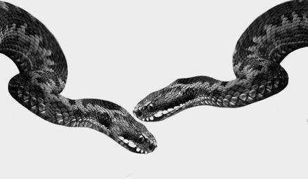 Two Poison Snakes Isolated On The White Background