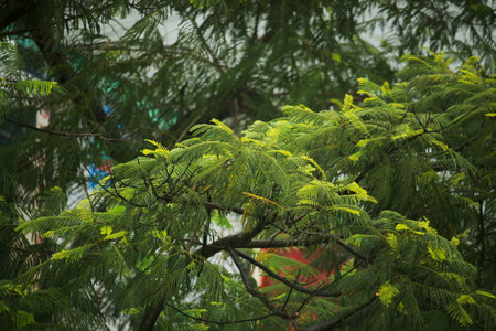 Krishnacura flower tree leaves.