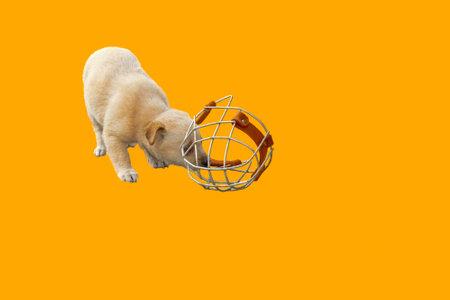 A large metal muzzle and a small puppy playing with it. Image with selective focus. A young dog...