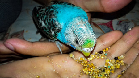 A beautiful Bird is eating food.の写真素材