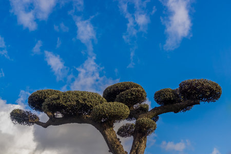 isolated ornamental olive tree pruned in the shape of a ball with cloudy sky background