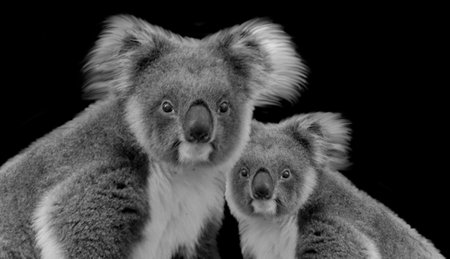 Baby And Mother Koala Bear Sitting On Black Backgroundの写真素材