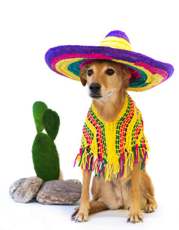 Dog dressed in a large Mexican hat and ponchoの写真素材