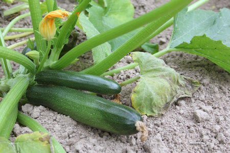 Zucchini Ready for Harvesting on Plant in Gardenの写真素材