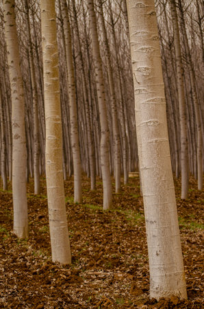 trunks of white poplar trees in a plantation, populus alba. Spain