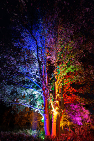Tree illuminated in blue, green, red and magenta