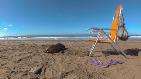 Dog resting next to a Chair on the beach on the sand, beach bag and flip flops. Blue sky and copy spaceの写真素材