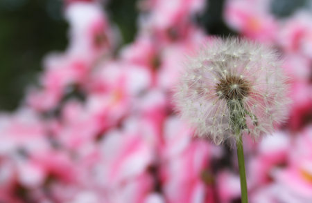 Dandelion Flower Seed Head With Pink Flowers in Background