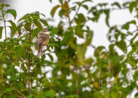 A Plain prinia sitting on a tree and looking back