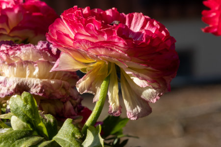 Close-up of a red margarite