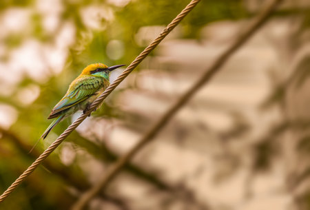 Green Bee eater resting on a wireの写真素材