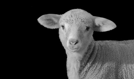 Baby Sheep Closeup On Black Background