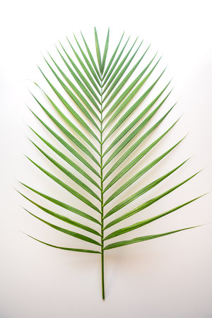 Leaf of Madagascar golden fruit palm Chrysalidocarpus lutescens isolatedの写真素材