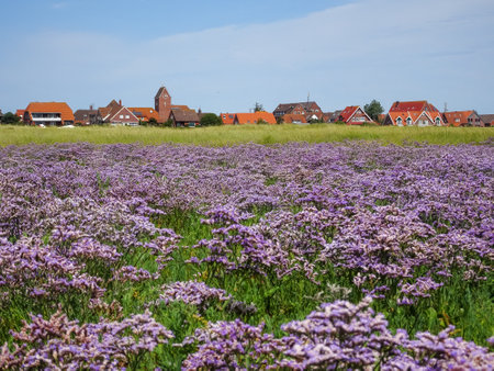 purple blooming flower meadow for the island housesの写真素材