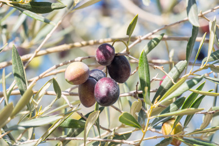 Black Olives ripening in the treeの写真素材
