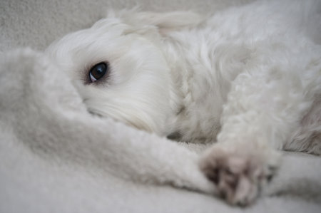 White Maltese Dog Bichon lay down on Sofa