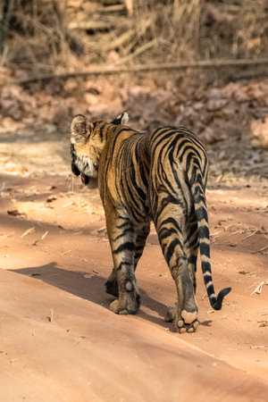 A young tiger walking backwards in the forest in India, Madhya Pradesh, with the imprint of his pawの写真素材