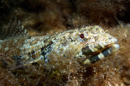 Uderwater close up of a Diamond Lizardfish, synodus synodus, lurking on a rock with algae. Marine life at the Canary Islands.の写真素材
