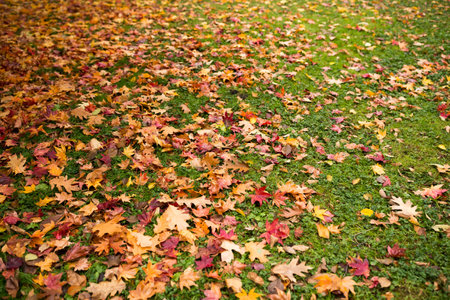 Autumn leaves on lawn