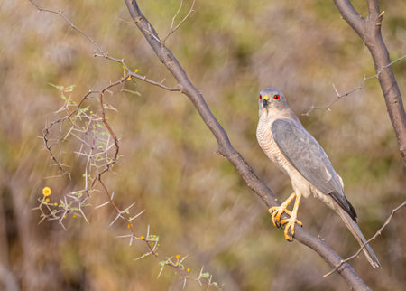 A Shikra perching on a tree in a forestの写真素材
