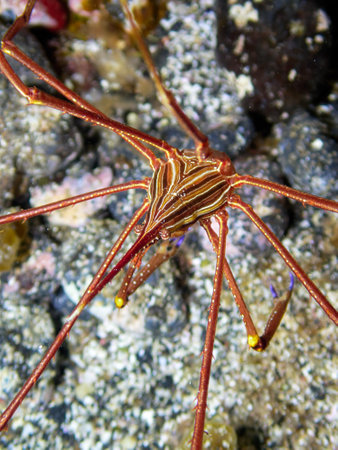 Vertical macro shot of an Eastern Atlantic Arrow Crab (Stenorhynchus lanceolatus) in natural underwater habitat. Marine life on the Canary Islands.の写真素材