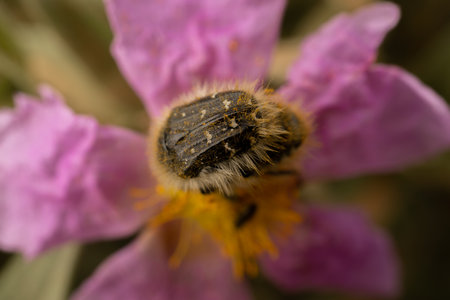 closeup hairy beetle feeding on a flower with out of focus background and copy space macro photographyの写真素材