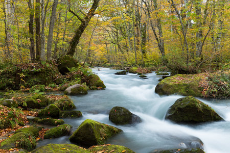 Oirase Gorge Stream in Autumn Redの写真素材