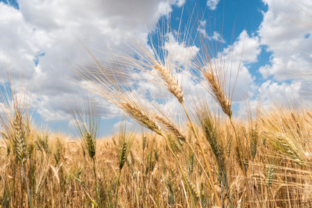 Harvest of ripe wheatの写真素材