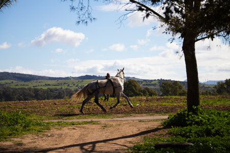 man training a horse on the ranch.の写真素材