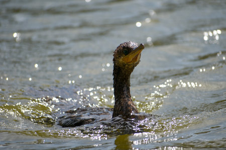 neotropic cormorant or olivaceous cormorant (Nannopterum brasilianum) swimming
