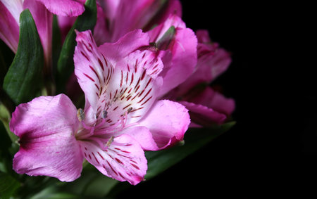 Purple Flowers on Black Background with Space for Textの写真素材