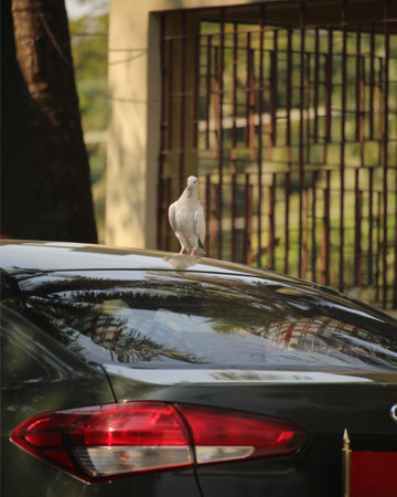 A white dove is standing on the car.の写真素材