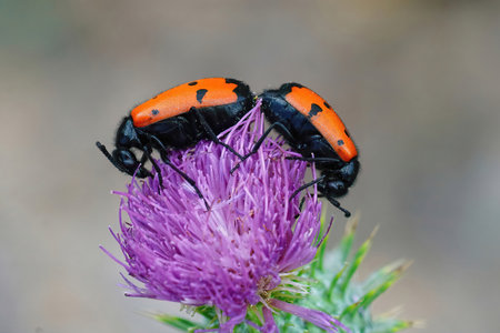 Colorful closeup on two orange four-dotted blister beetles in copulation on a purple thistle