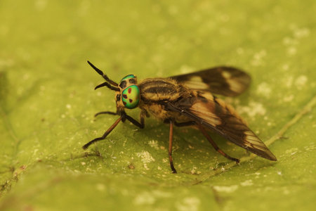 Closeup on a colorful green eyed, twin-lobed deerfly, Chrysops relictus, sitting on a green leaf in...