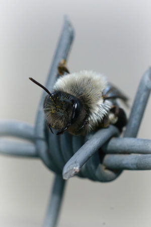 Closeup on a female Grey - backed mining bee, Andrena vaga, trying to find a safe spot in barbwire ,...