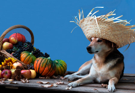 dog with straw hat and basket with harvest to celebrate the June holidays on a light blue backgroundの写真素材