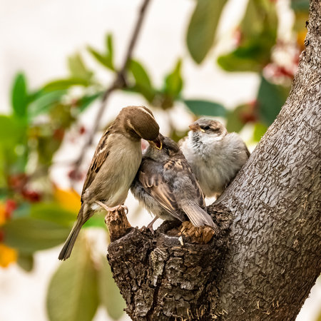 A baby sparrow waits for his mother to feed him