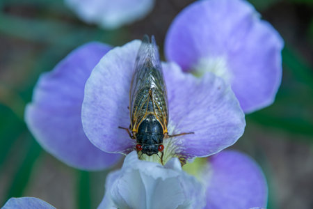 Adult 17-year cicada (Magicicada sp.) resting on a purple iris petal after emergence from nymphal caseの写真素材