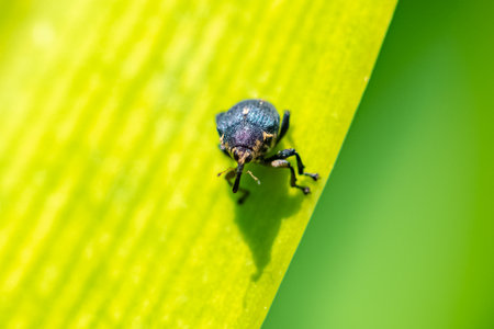 A weevil, Larinus sturnus, on a leaf in the garden