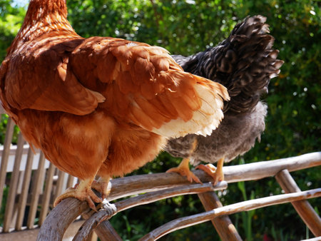 Nice photo of two chickens on top of a chair outside seen from behindの写真素材