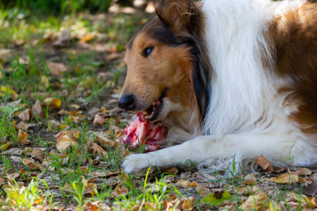 rough collie eating a big bone with raw meat, following barf dietの写真素材