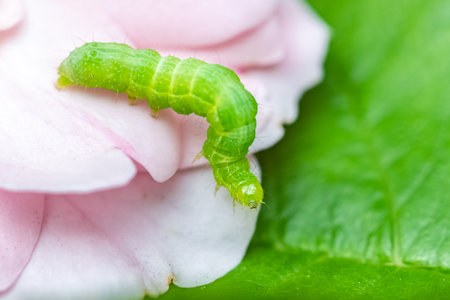 A green caterpillar on rose petals, colorful insect in the gardenの写真素材