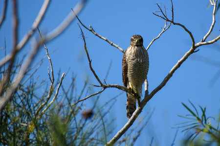 mean-looking roadside hawk (Rupornis magnirostris) perching in a bush