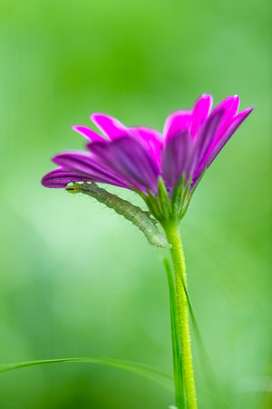 A green caterpillar eating a purple flower, colorful insect in the gardenの写真素材