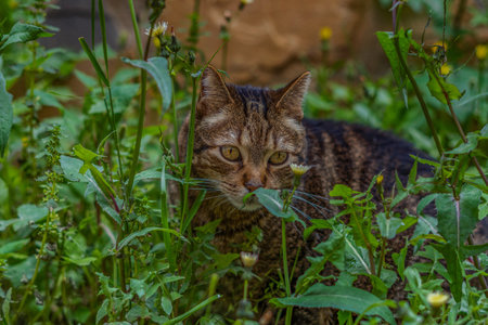 close-up of brown and black common cat looking at the camera walking among the flowers in a meadow...