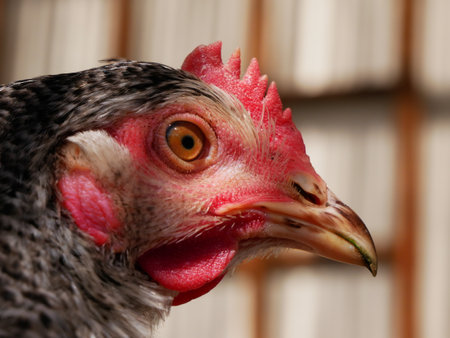 Nice photo of a grey hen's headの写真素材