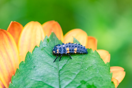seven-spot ladybird larva, black and orange insect on a flowerの写真素材